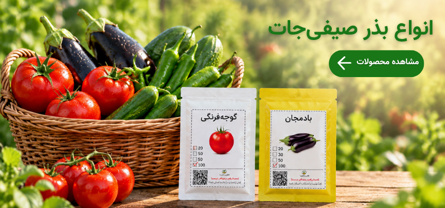 انواع بذر صیفی جات