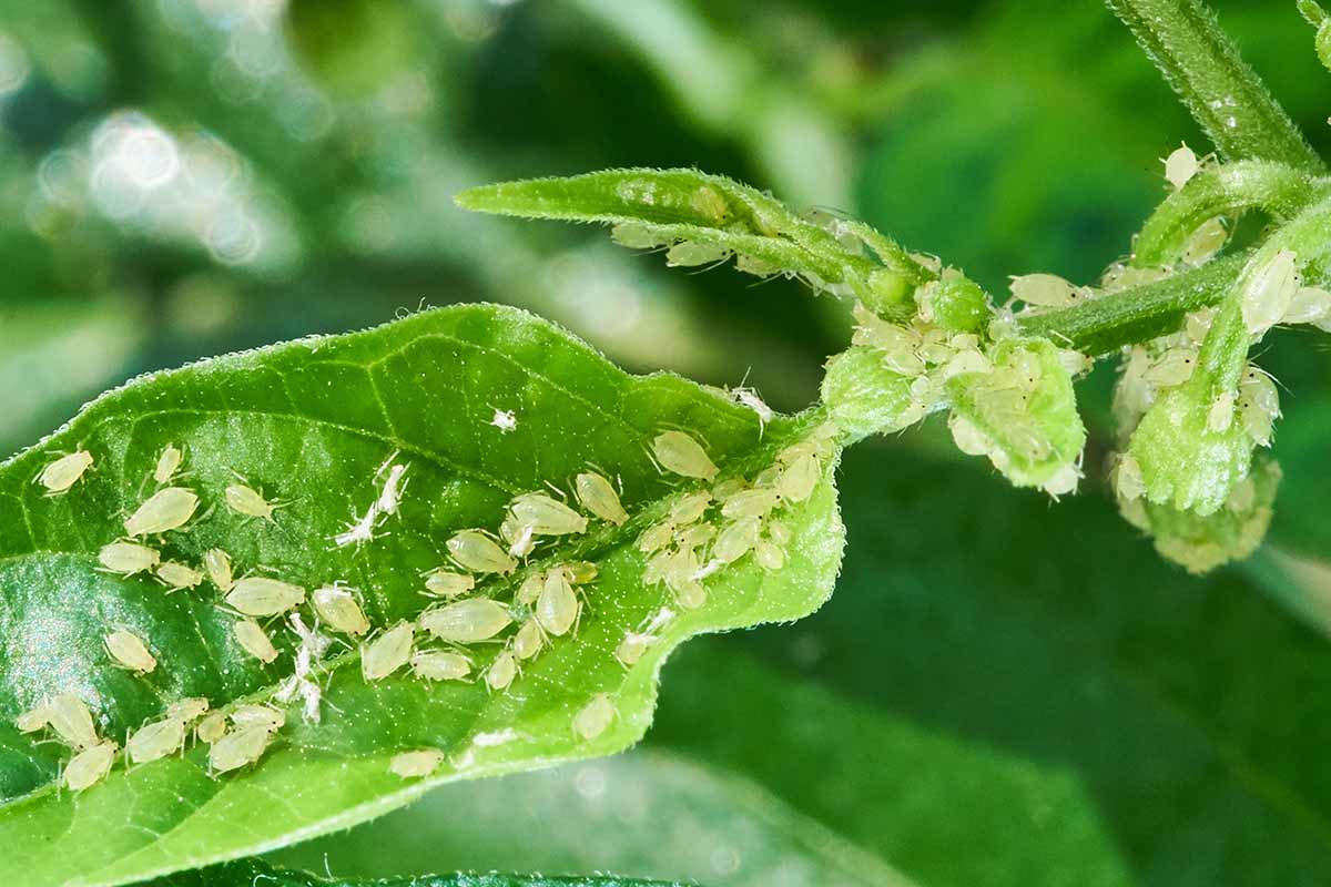 مراقبت از گیاهان آپارتمانی در زمستان؛ نکاتی برای داشتن گیاهان سالم و سرحال
