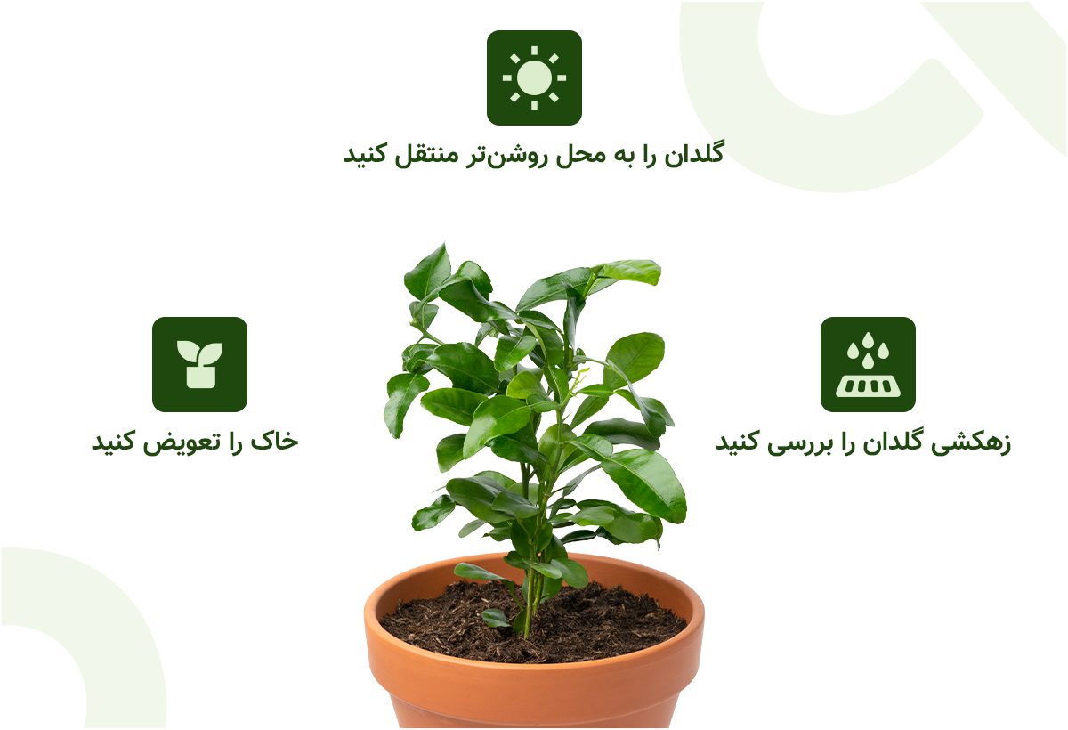 راه های کنترل کپک خاک گلدان