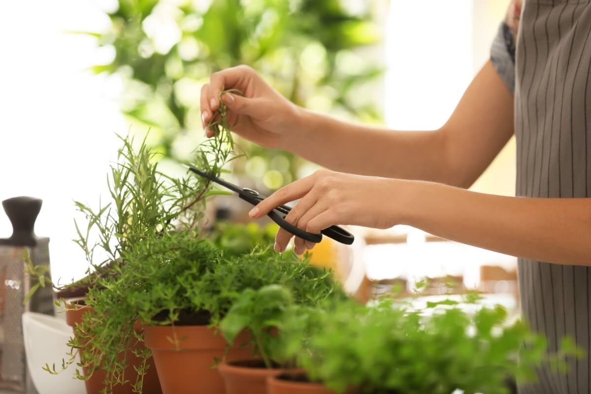 بهترین سبزیها برای برداشت چندباره در خانه و راهنمای مراقبت و تقویت بوته بعد از هر برداشت