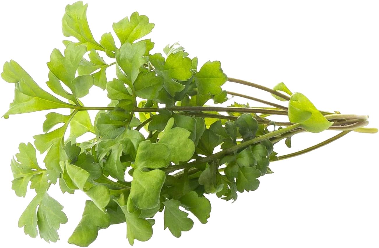 شاهی | راهنمای کامل کاشت از انتخاب بذر تا برداشت سریع در خانه و باغچه