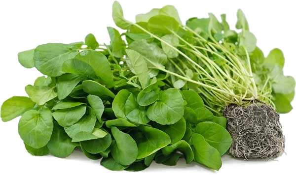 شاهی | راهنمای کامل کاشت از انتخاب بذر تا برداشت سریع در خانه و باغچه