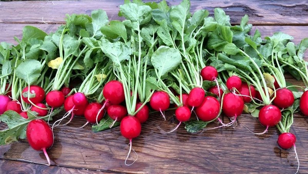 راهنمای کامل کاشت و پرورش تربچه در خانه و باغچه