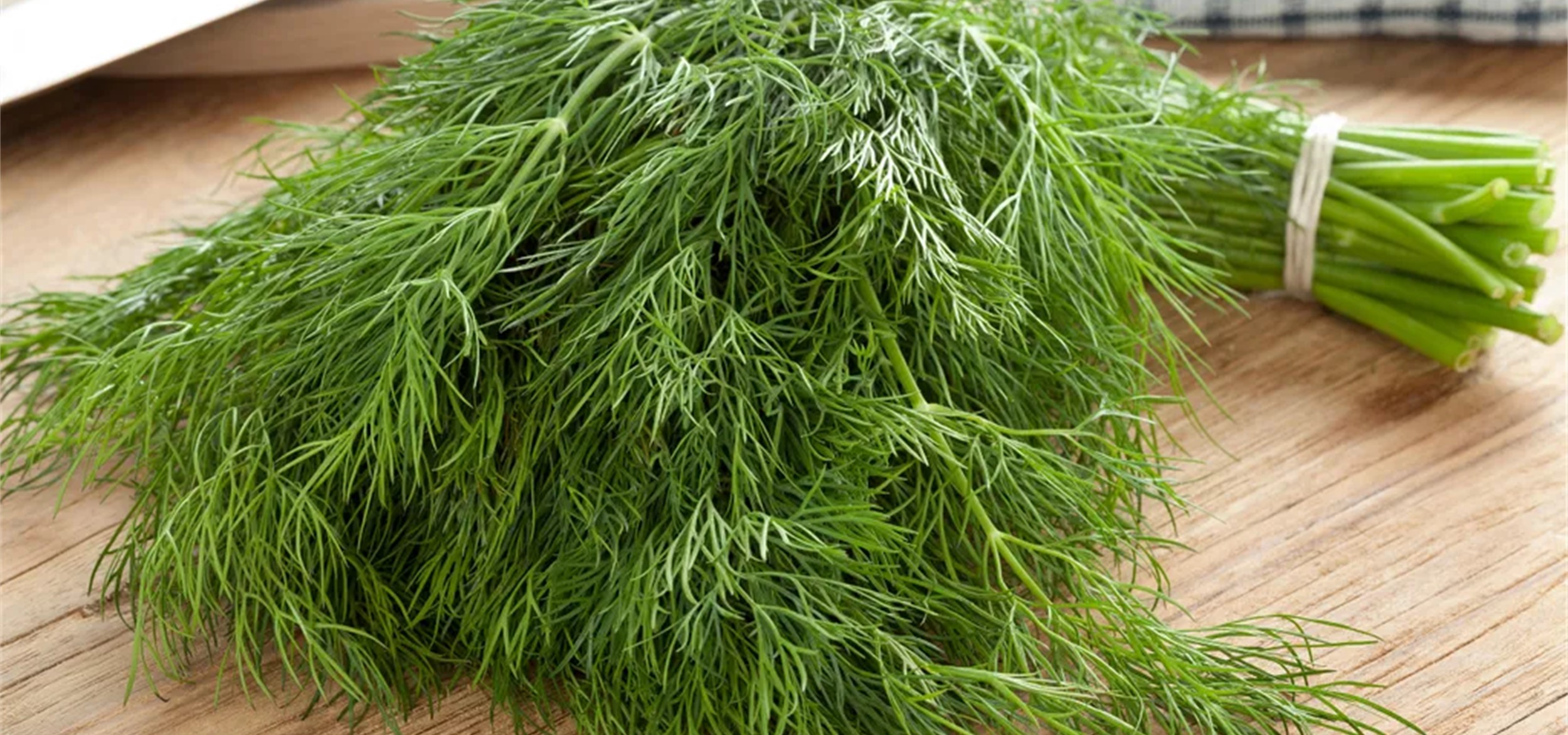 شوید | راهنمای جامع آموزش در خانه و باغچه؛ از بذر تا برداشت پرپشت
