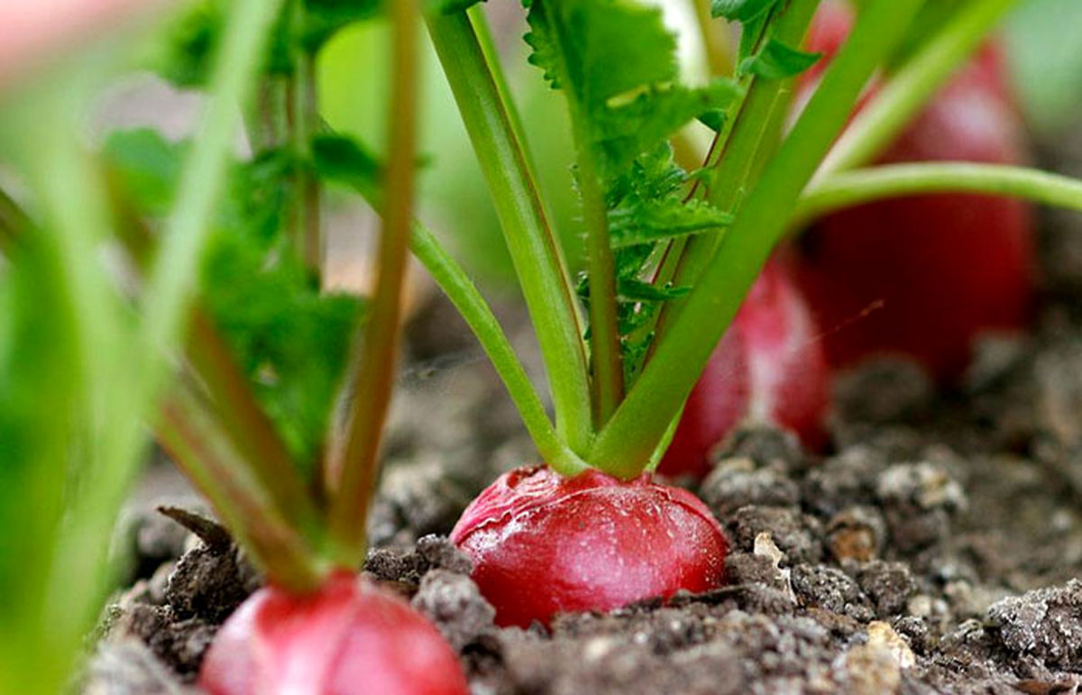 راهنمای کامل کاشت و پرورش تربچه در خانه و باغچه