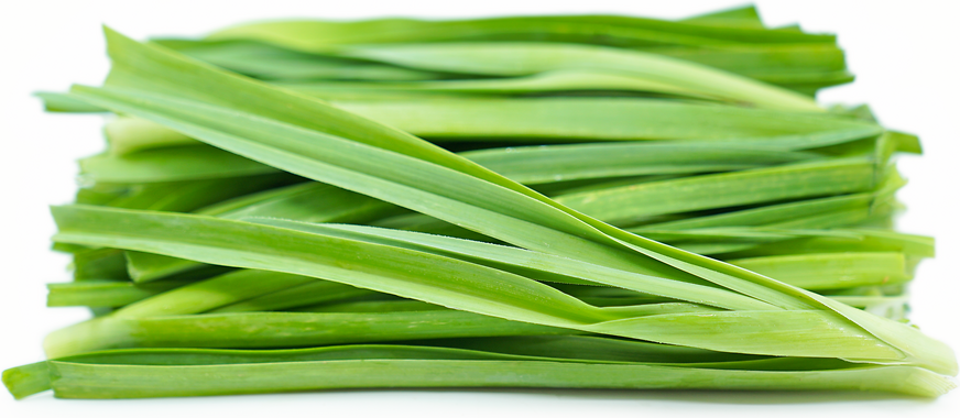 تاریخچه و گیاهشناسی تره؛ سبزی باستانی ایرانی با خواص فراوان و کاربردهای گسترده