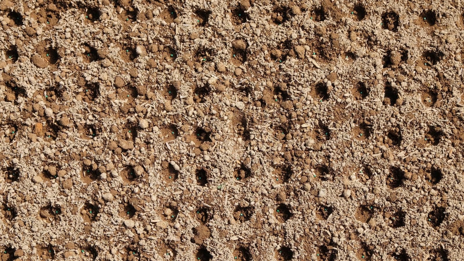 چقدر بذر بکاریم؟ راهنمای کامل مقدار بذر برای گلدان، باغچه و سینی نشا