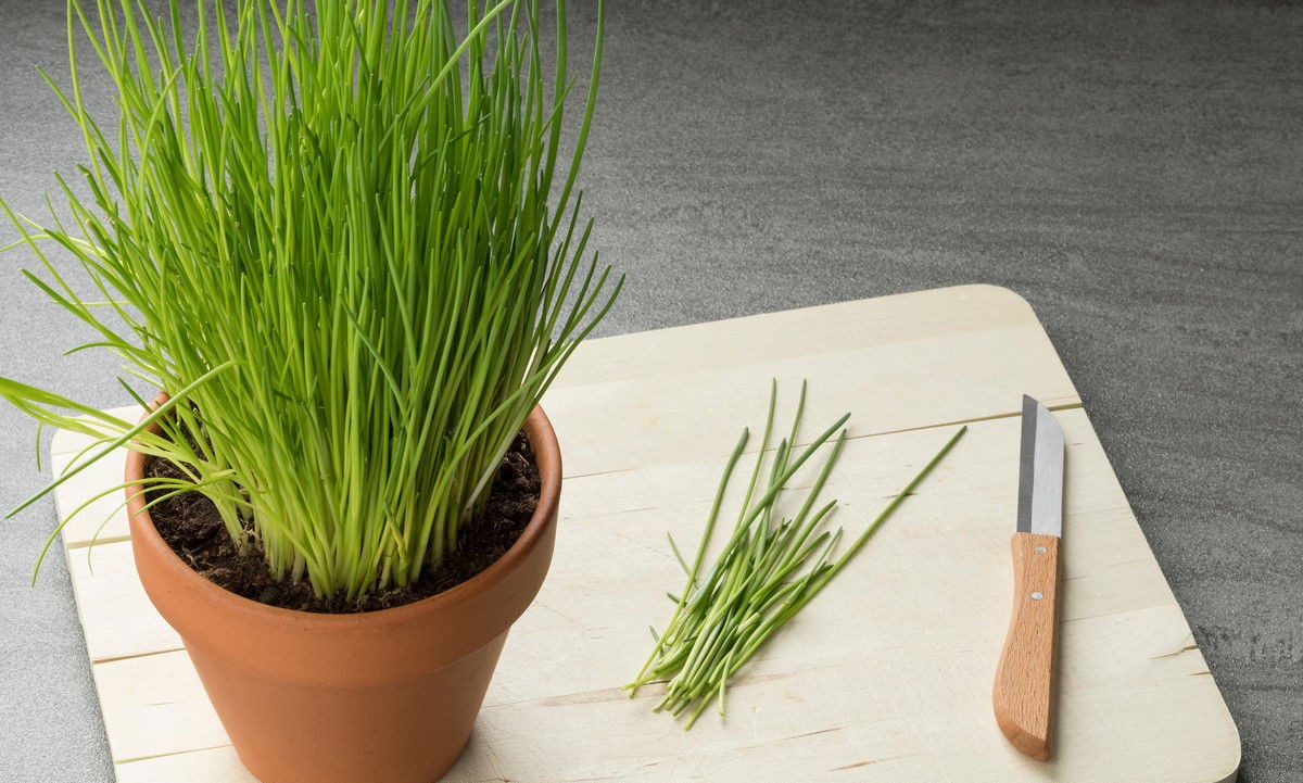 راهنمای کامل کاشت تره در خانه | کاشت تا برداشت