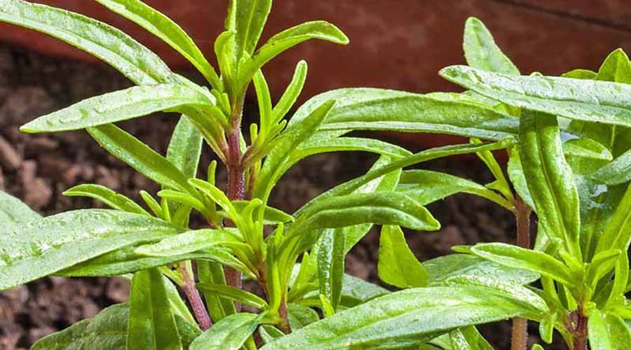 صفر تا صد کاشت مرزه | مختصر و مفید