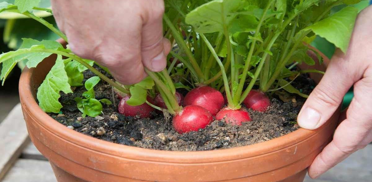 راهنمای کامل کاشت و پرورش تربچه در خانه و باغچه