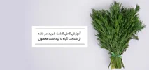 آموزش کامل کاشت شوید در خانه | از شناخت گیاه تا برداشت محصول