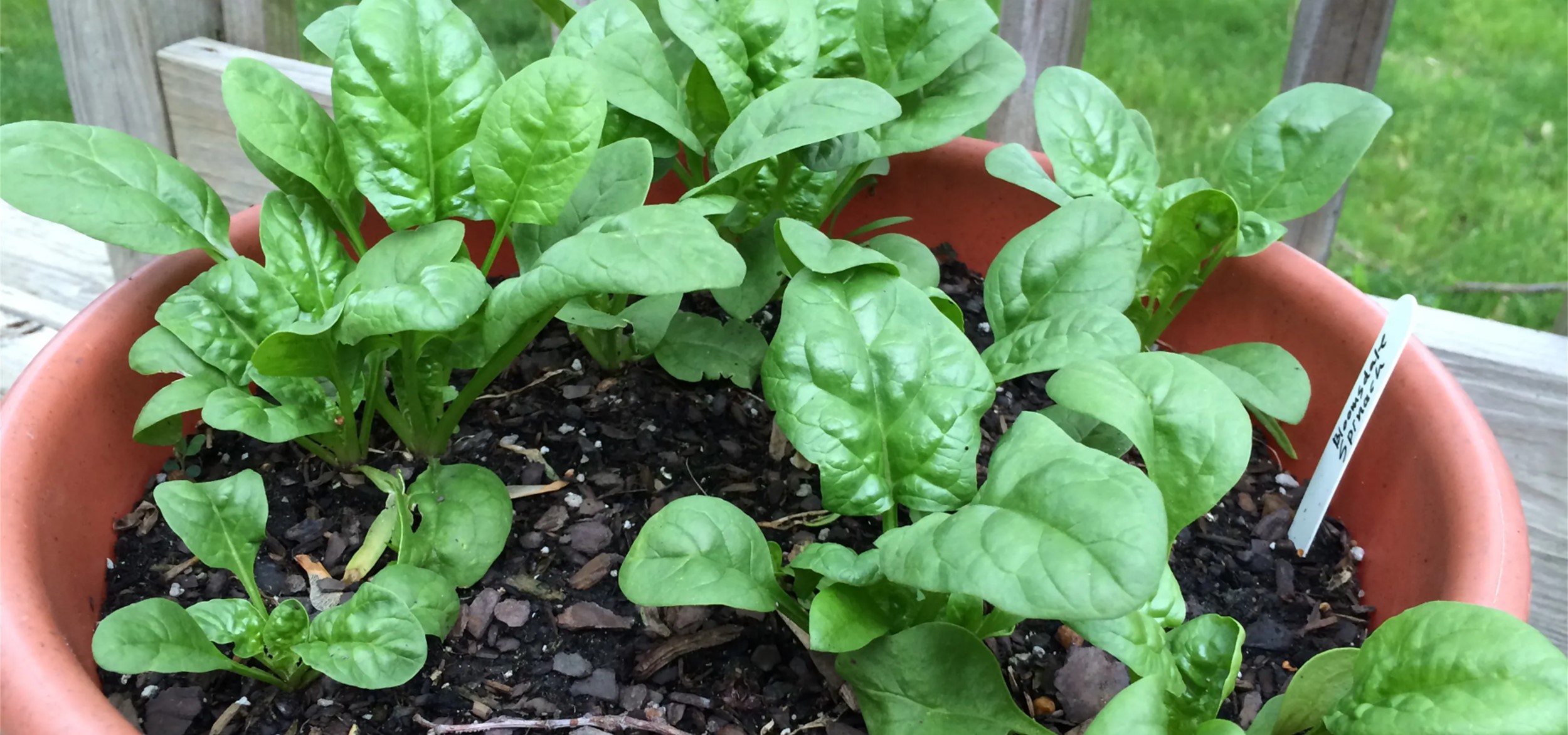 اسفناج | تاریخچه، گیاهشناسی و روش کاشت