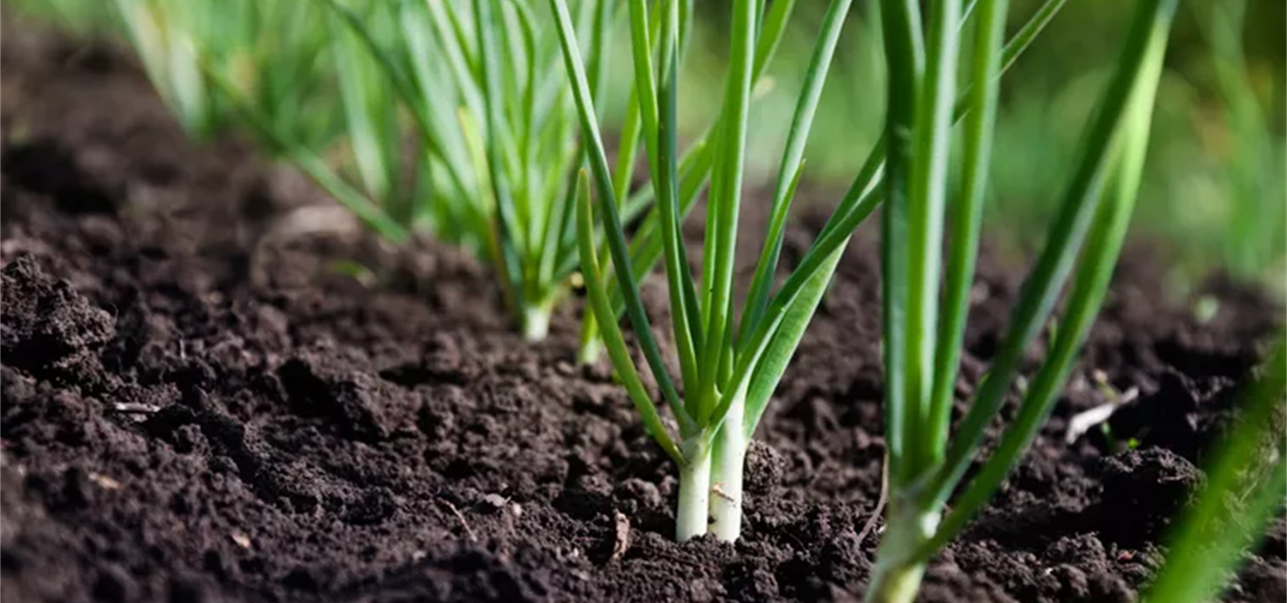 آموزش کاشت پیازچه در خانه و باغچه | از معرفی گیاه تا برداشت