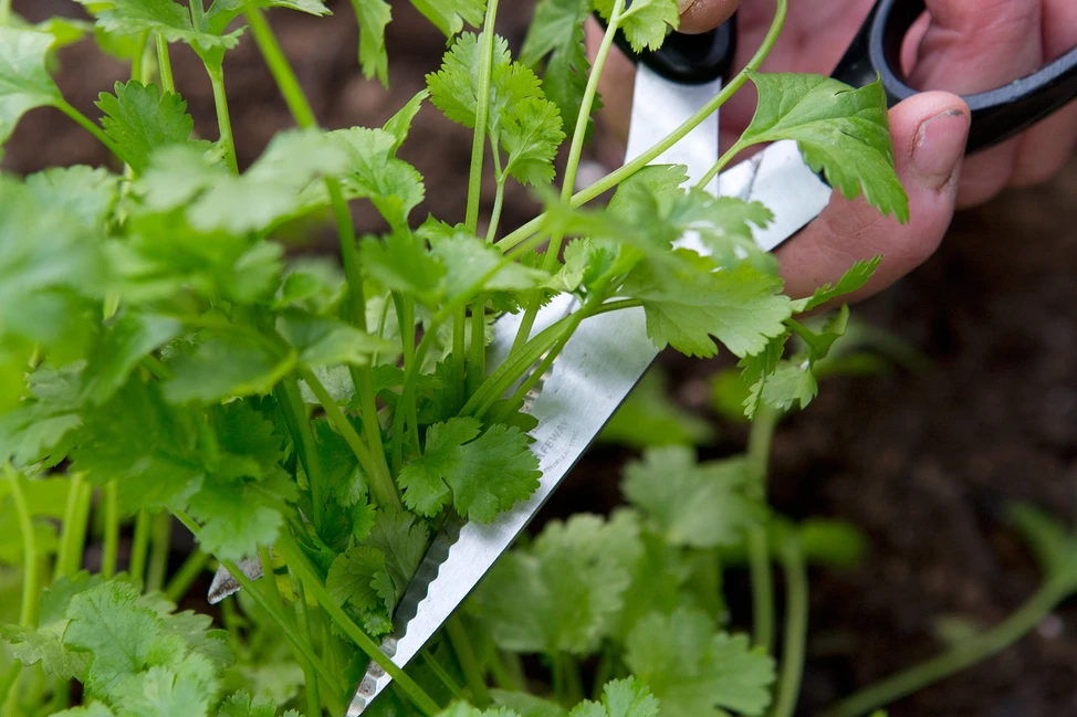 بهترین سبزی‌ها برای برداشت چندباره در خانه و راهنمای مراقبت و تقویت بوته بعد از هر برداشت