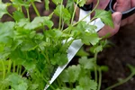 بهترین سبزی‌ها برای برداشت چندباره در خانه و راهنمای مراقبت و تقویت بوته بعد از هر برداشت