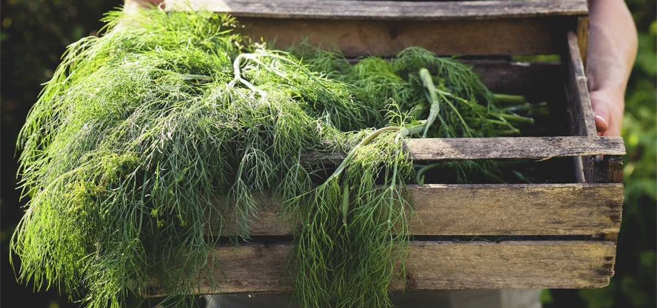 آموزش کامل کاشت شوید در خانه | از شناخت گیاه تا برداشت